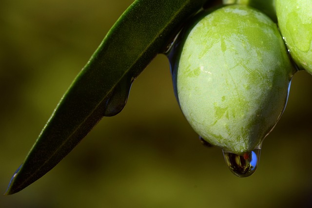 Birecik’te Zeytin Üreticilerine Destek Programları Birecik’te Zeytin Üreticilerine Destek Programları