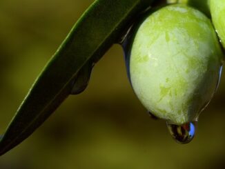 Birecik’te Zeytin Üreticilerine Destek Programları